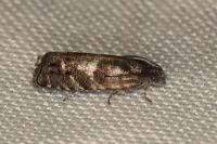 Pammene splendidulana