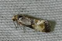 Eupoecilia angustana