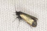 Adela reaumurella