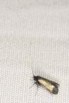 Adela reaumurella