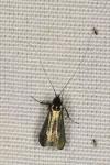 Adela reaumurella