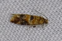 Lobesia reliquana