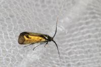 Adela reaumurella