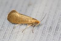 Nematopogon adansoniella
