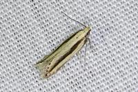 Mirificarma interrupta