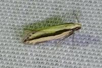 Mirificarma interrupta