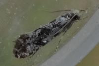 Nemapogon