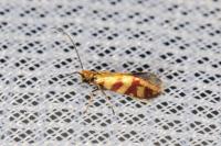 Micropterix tunbergella
