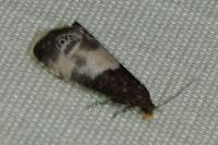 Notocelia cynosbatella