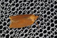 Clepsis unicolorana