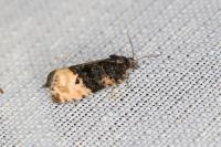 Metendothenia atropunctana