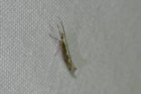 Plutella xylostella