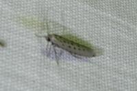 Yponomeuta sedella