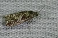 Epinotia