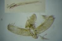Elachista rufocinerea