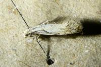 Elachista rufocinerea