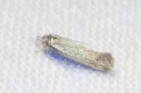 Elachista rufocinerea