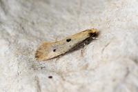 Tinea trinotella