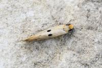 Tinea trinotella