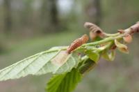 Coleophora serratella