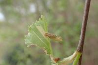 Coleophora serratella