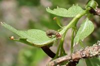 Coleophora serratella