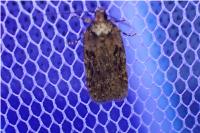 Depressaria