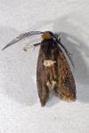 Incurvaria masculella