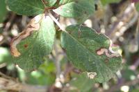 Stigmella aurella