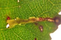 Coptotriche marginea