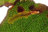Coptotriche marginea