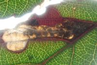 Ectoedemia erythrogenella