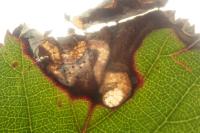 Ectoedemia erythrogenella