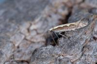 Plutella xylostella