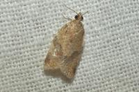Clepsis consimilana