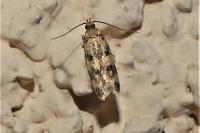 Oegoconia