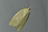 Tortrix viridana