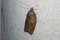 Acleris schalleriana