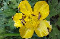 Micropterix calthella