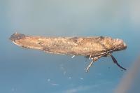 Zelleria oleastrella