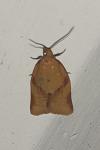 Clepsis consimilana