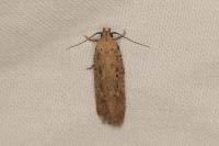 Platyedra subcinerea