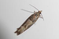 Crocidosema plebejana
