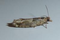Crocidosema plebejana
