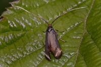 Adela reaumurella