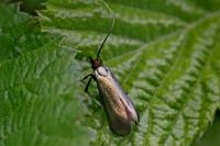 Adela reaumurella