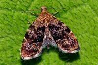 Anthophila fabriciana