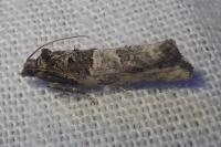 Phaneta pauperana