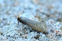 Nematopogon adansoniella