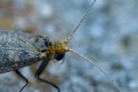 Nematopogon adansoniella